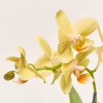 Зображення товару Фаленопсис міні 1ст. в кер., артикул: 50231