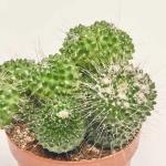 Зображення товару Кактус Бол мікс, артикул: 53324