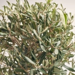 Зображення товару Оливкове дерево штамб., артикул: 52202