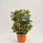 Зображення товару Цитрофортунелла мікрокарпа, артикул: 27314