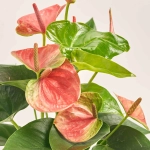 Зображення товару Антуріум Світ Дрім в кер., артикул: 51538