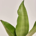 Зображення товару Сансевієрія Муншайн, артикул: 52757