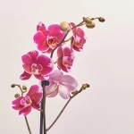 Зображення товару Фаленопсис 1ст. мікс, артикул: 49935