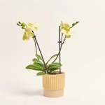 Зображення товару Фаленопсис Мф 2ст. в кер, артикул: 38133