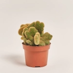 Зображення товару Кактус мікс, артикул: 46255