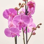 Зображення товару Фаленопсис 2ст. мікс, артикул: 19290