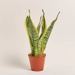 Зображення товару Сансевієрія Футура Суперб, артикул: 53420