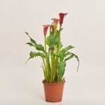 Зображення товару Зантедескія мікс, артикул: 28195