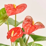 Зображення товару Антуріум Джамбо Ред, артикул: 56674