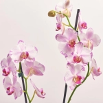 Зображення товару Фаленопсис та Кашпо Сет 347, артикул: 56293