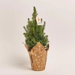 Зображення товару Ялина Перфекта Декор, артикул: 54119