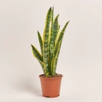 Зображення товару Сансевієрія Лауренті, артикул: 54595