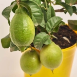 Зображення товару Цитрофортунелла Лимон, артикул: 52523