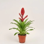 Зображення товару Врієзія Порто, артикул: 41250