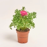 Зображення товару Ранункулус рожевий, артикул: 56413