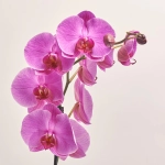 Зображення товару Фаленопсис 1ст. мікс, артикул: 25274