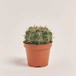 Зображення товару Кактус Бол мікс, артикул: 55000