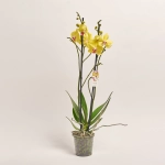 Зображення товару Фаленопсис "Лаймлайт" 2ст., артикул: 53755