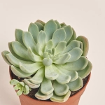 Зображення товару Ехеверія мікс, артикул: 38516