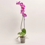 Зображення товару Фаленопсис 1ст. мікс, артикул: 18850