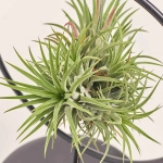 Зображення товару Тілландсія Куб-Рінг мікс, артикул: 52608