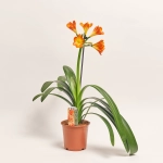 Зображення товару Клівія Мініата, артикул: 1260