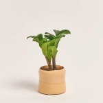 Зображення товару Заміокулькас Зензі "Евіта" в кер., артикул: 53077