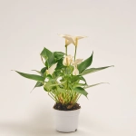 Зображення товару Антуріум Намора, артикул: 55181