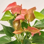 Зображення товару Антуріум Романтіко в кер., артикул: 51739