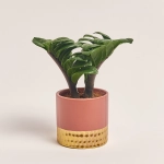 Зображення товару Заміокулькас Зензі "Фредерік" в кер., артикул: 53079