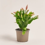 Зображення товару Шлюмбергера мікс, артикул: 25357