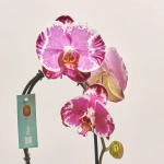 Зображення товару Фаленопсис каскад "Флоу Сакріфай" 1ст., артикул: 55440