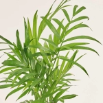 Зображення товару Хамедорея та Кашпо Сет 110, артикул: 48279