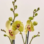 Зображення товару Фаленопсис "Лаймлайт" 2ст., артикул: 54829