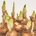 Зображення товару Нарцис Тет-а-Тет, артикул: 55221