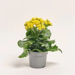 Зображення товару Каланхоє мікс, артикул: 18482