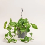 Зображення товару Епіпремнум Хенг, артикул: 56754