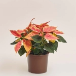 Зображення товару Пуансетія Крісмас Марбл, артикул: 43516