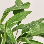 Зображення товару Спатифіллум Даймонд, артикул: 36612