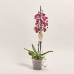 Зображення товару Фаленопсис 2ст. мікс, артикул: 19319