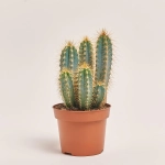 Зображення товару Кактус мікс, артикул: 25671