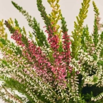 Зображення товару Калуна триколор, артикул: 52472