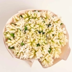 Зображення товару Букет 25 Білих Гіацинтів F526, артикул: 56579