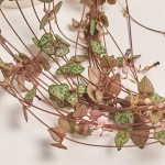 Зображення товару Церопегія Вуд Варієгатна, артикул: 52754