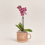 Зображення товару Фаленопсис міні 1ст. в кер., артикул: 50231