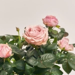 Зображення товару Троянда мікс, артикул: 1293