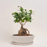 Зображення товару Фікус мікрокарпа Гінсенг в кер., артикул: 55184