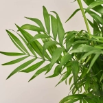 Зображення товару Хамедорея Елеганс, артикул: 54299