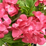 Зображення товару Гортензія мікс 5ст., артикул: 36607