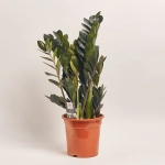 Зображення товару Заміокулькас Равен 10ст., артикул: 54949